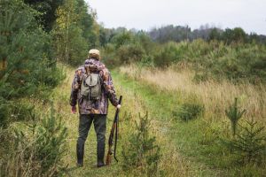 Zwolnienie od pracy na odstrzał sanitarny dzików